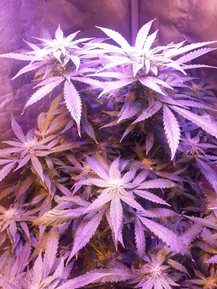 First grow diary   yepbagseed i know but when i can forget im partaking then sure 9