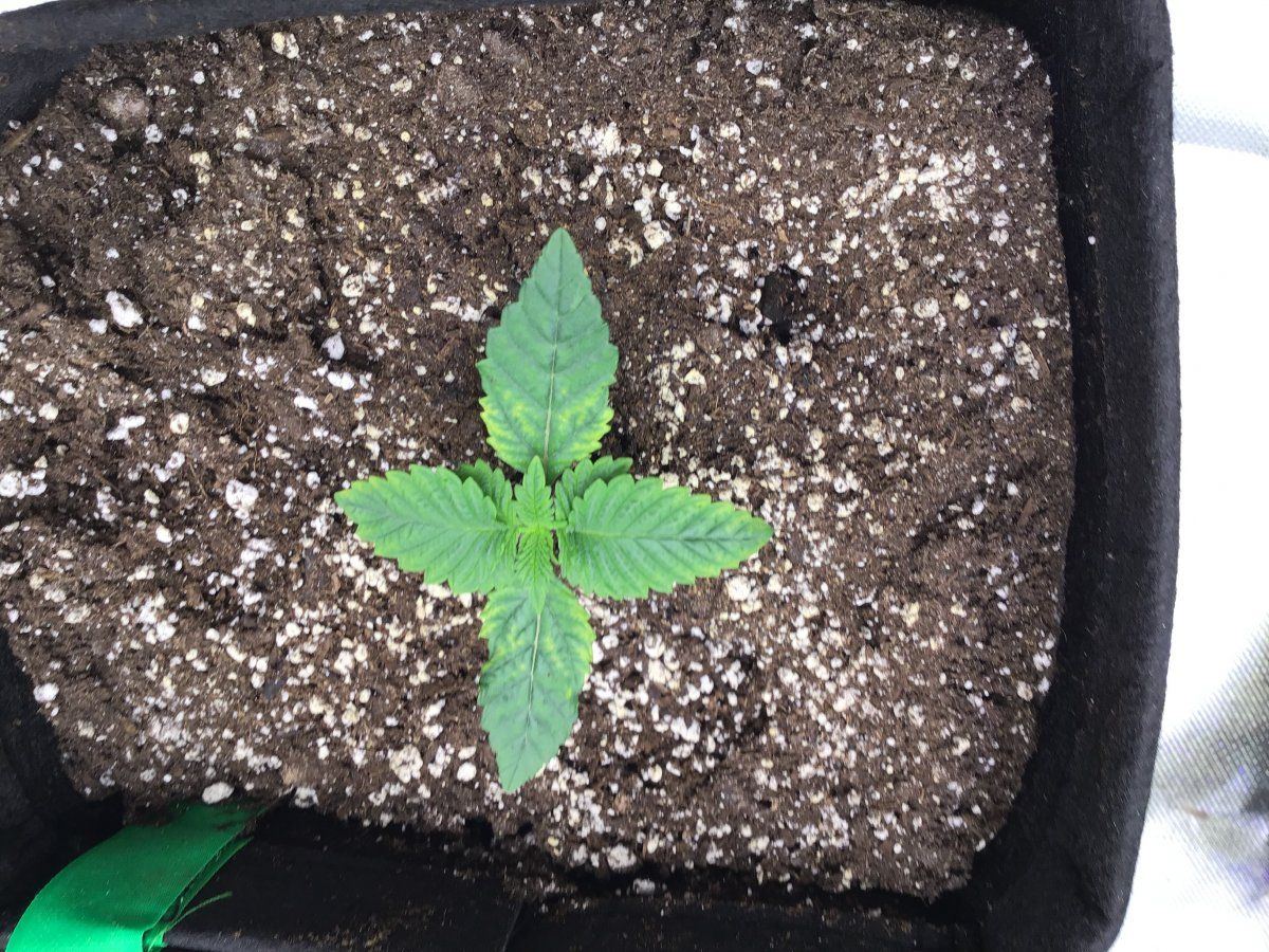 First grow   did i diagnose correctly 3
