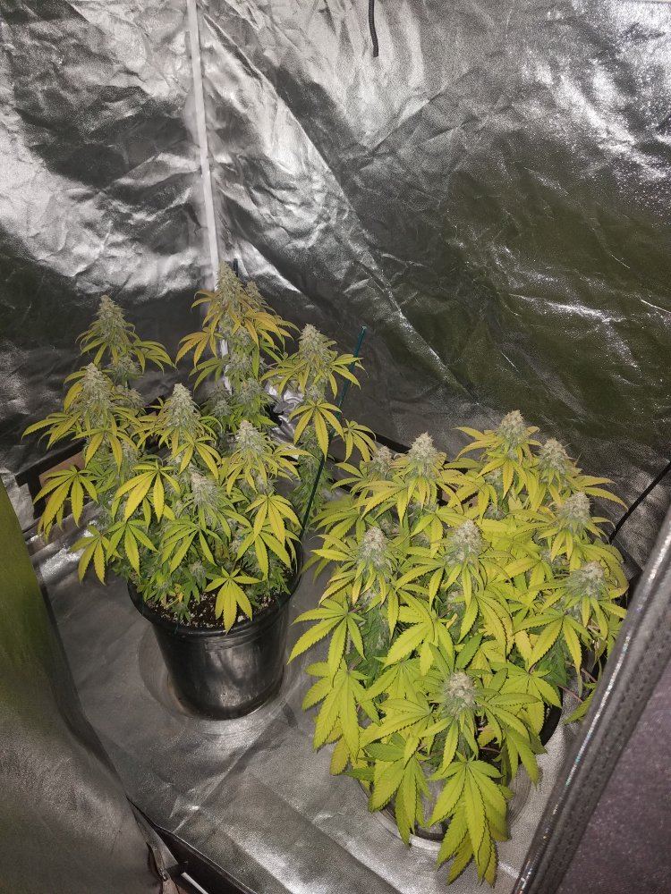 First grow do they look ready to chop 7