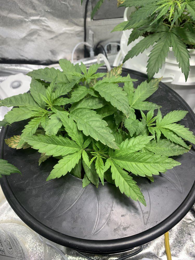 First grow ever 4 bucket dwc 5