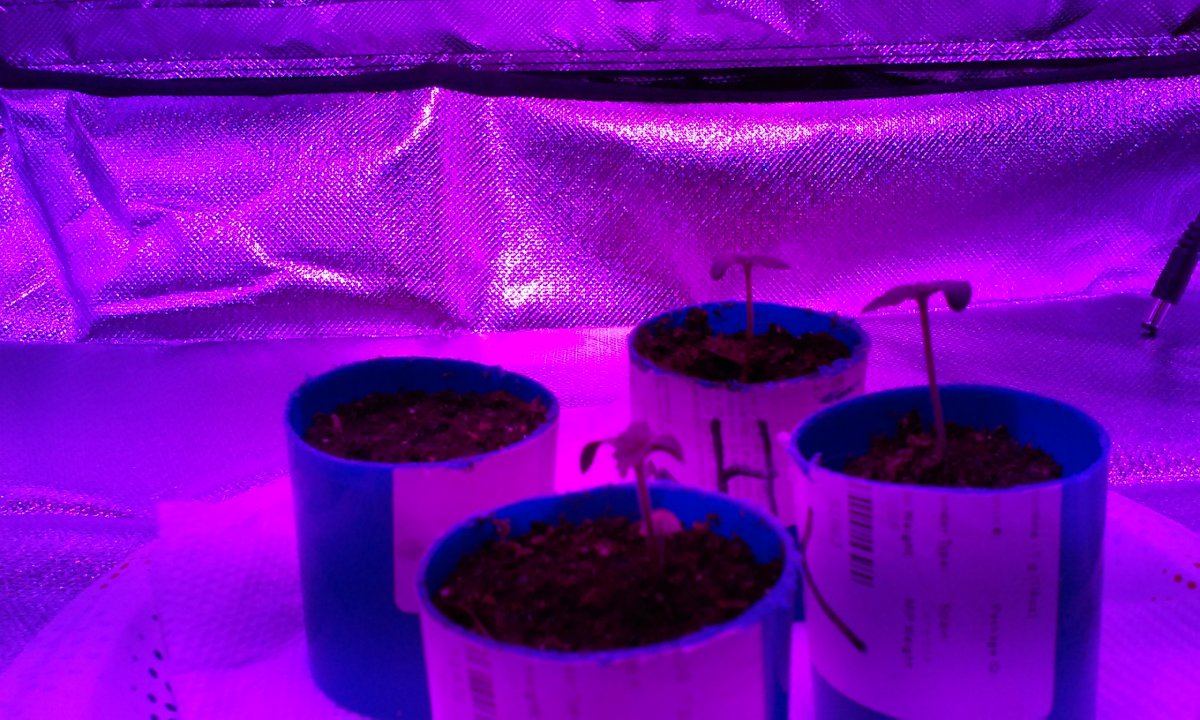 First grow ever  budget 500