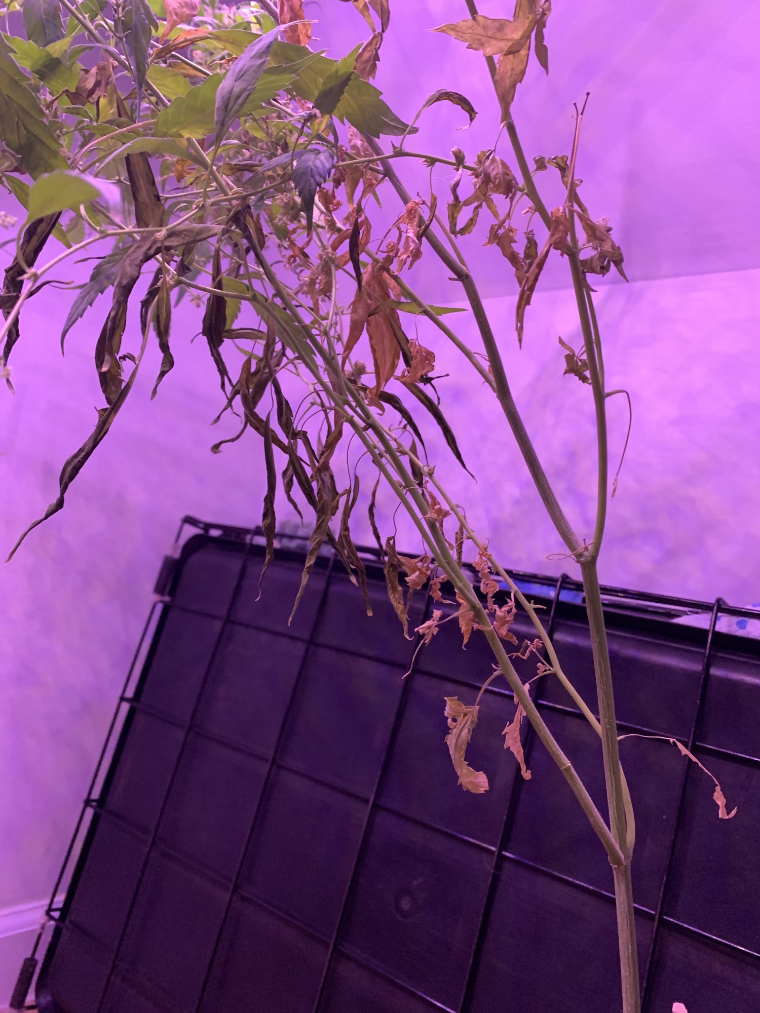First grow ever   pls help me diagnose 2