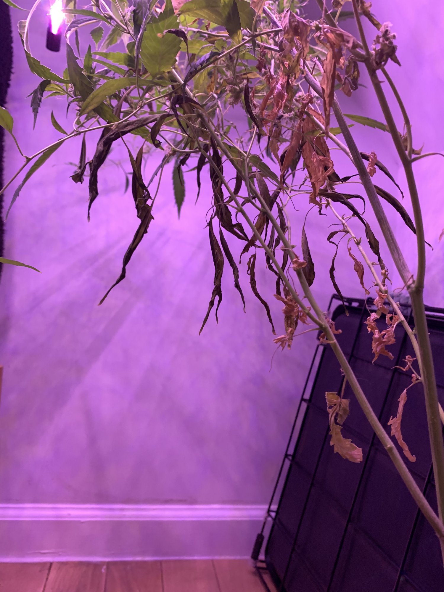 First grow ever   pls help me diagnose 3