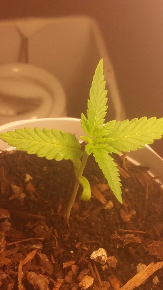 First grow everoutdoor journal 2