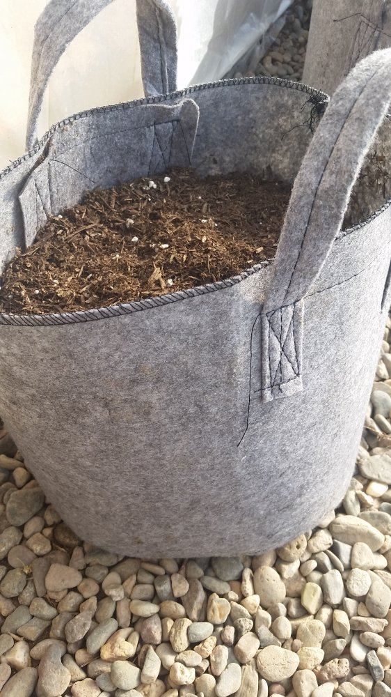 First grow everoutdoor journal 3