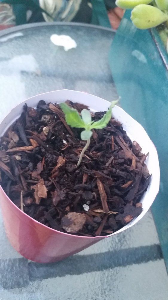 First grow everoutdoor journal 4
