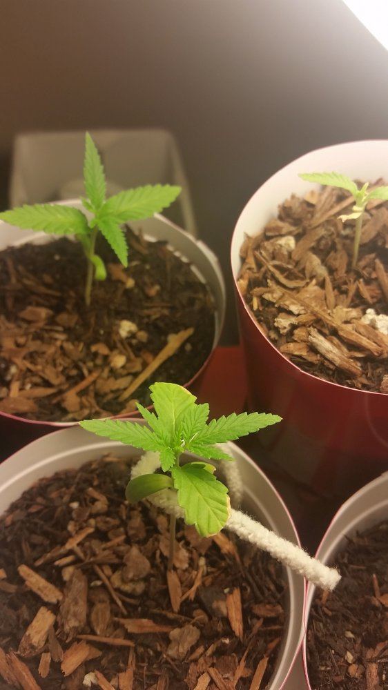 First grow everoutdoor journal 5