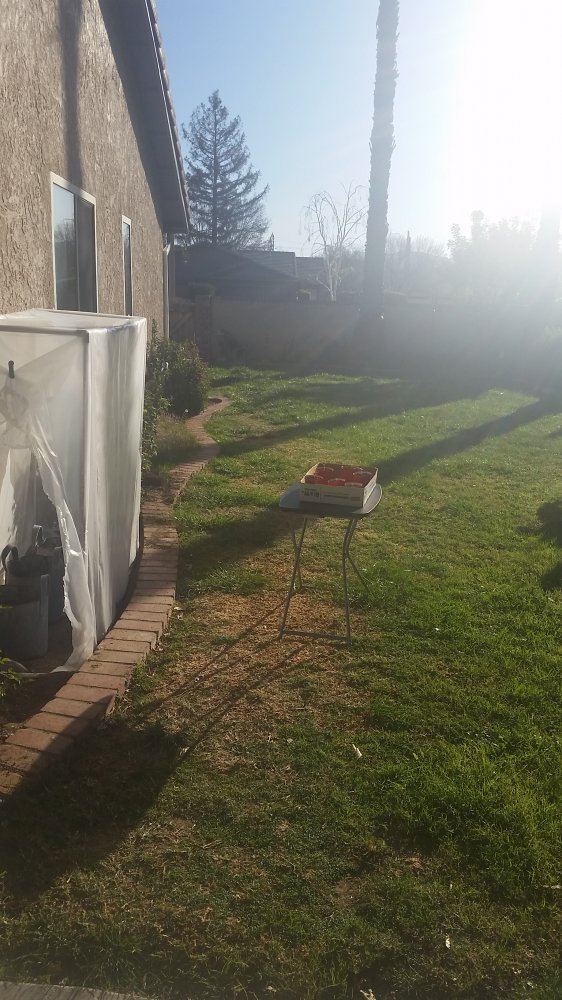 First grow everoutdoor journal 6
