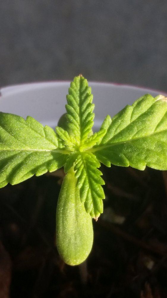 First grow everoutdoor journal
