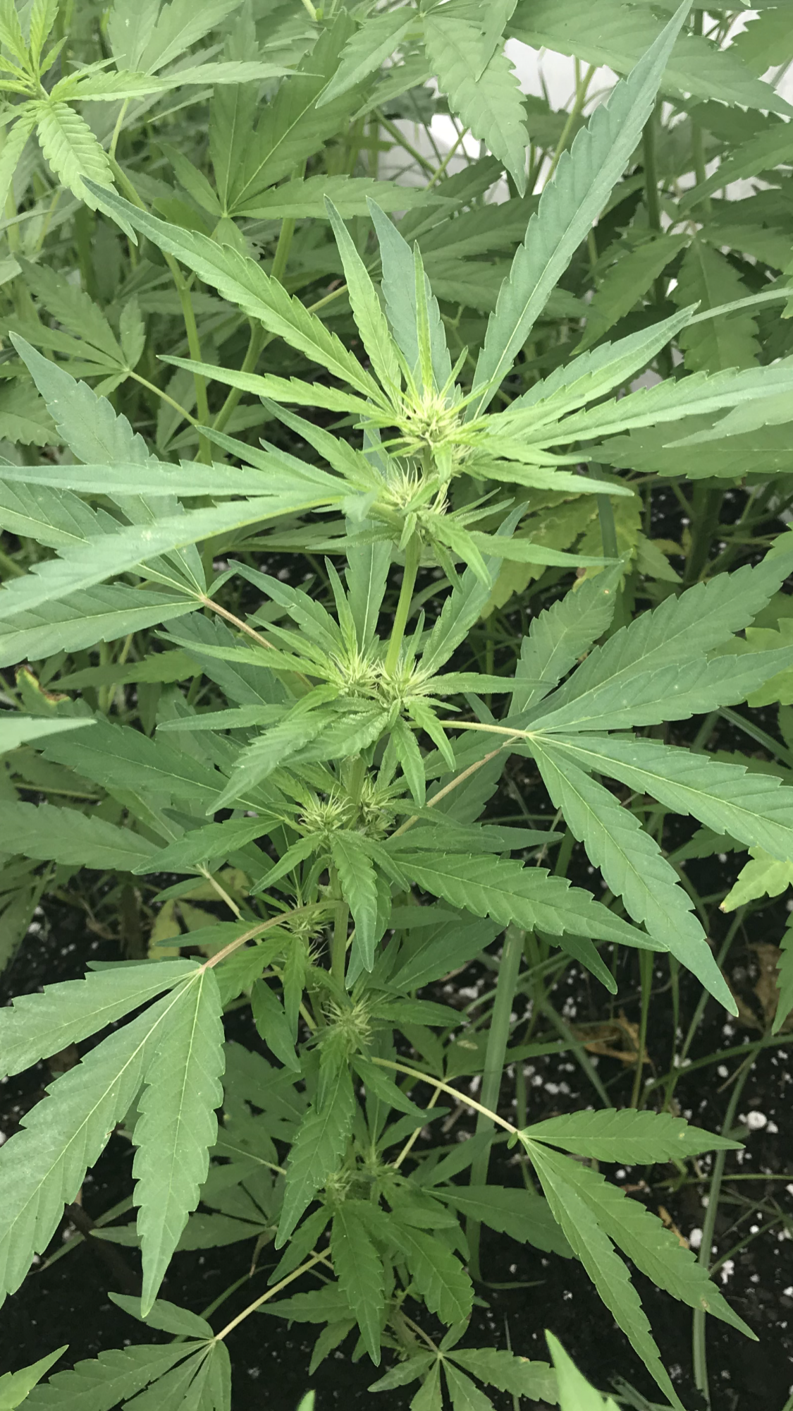 First grow first diary outdoor low techcost 10