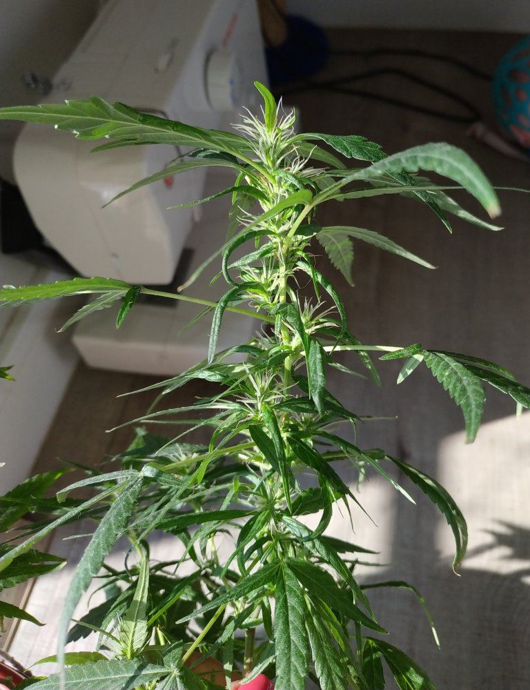 First grow flowering taking forever 2