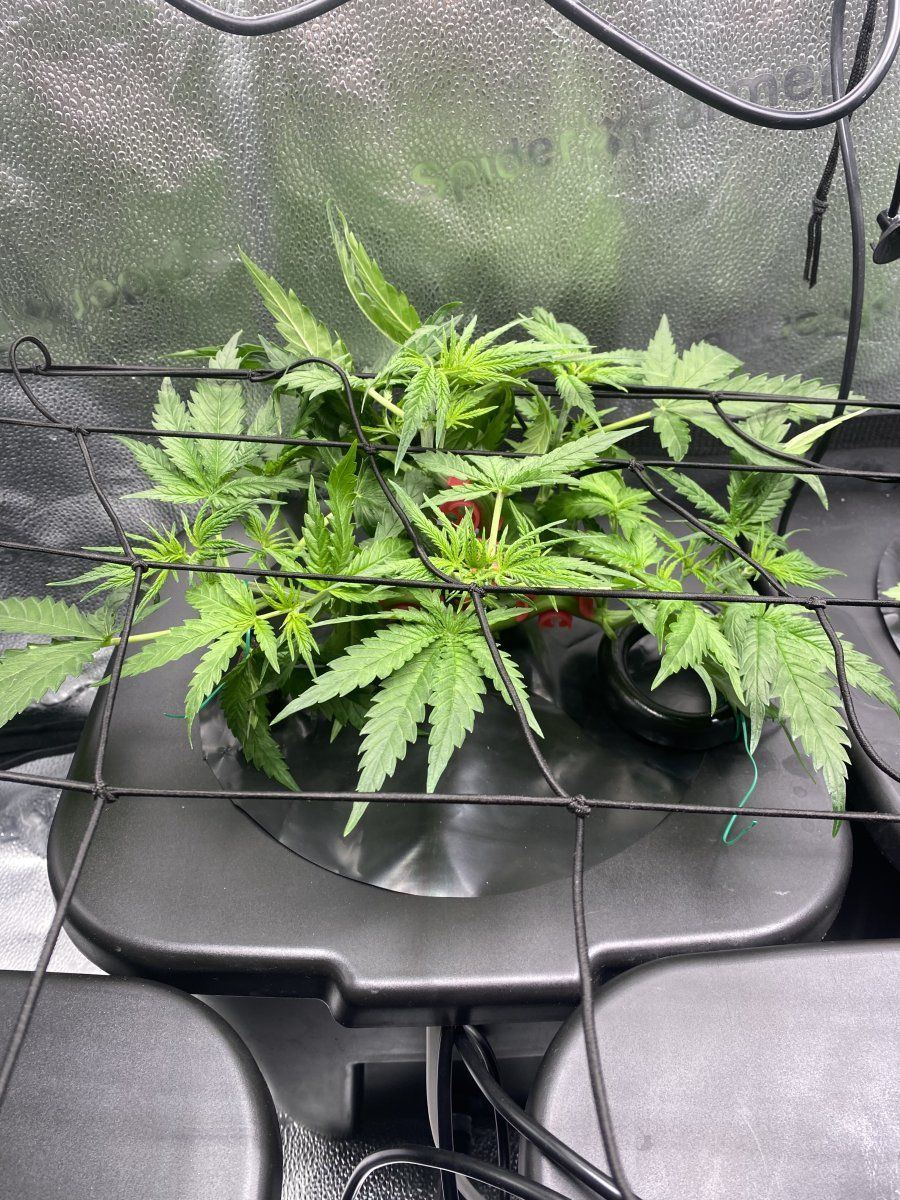 First grow for 20 years training 3