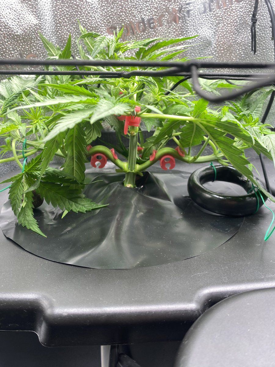 First grow for 20 years training 4