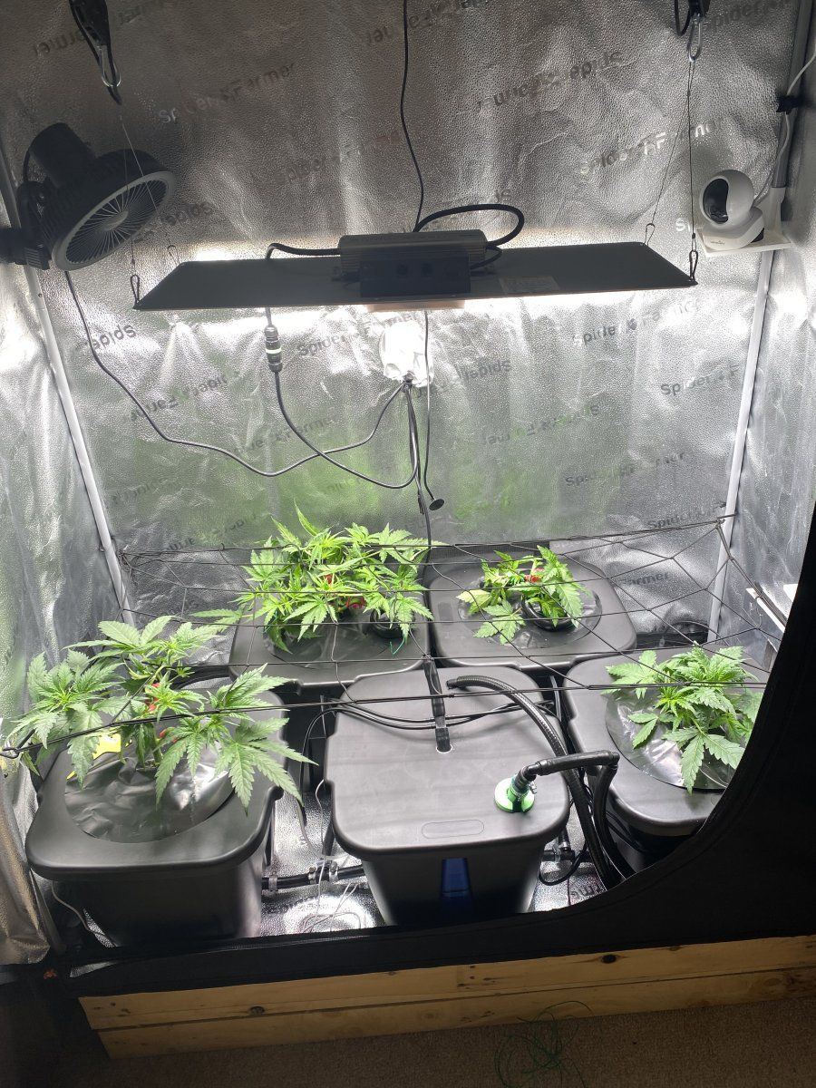 First grow for 20 years training 7