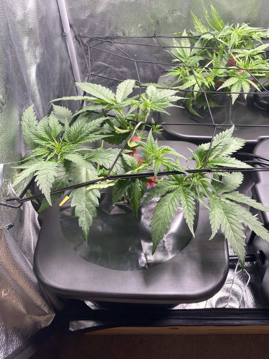First grow for 20 years training