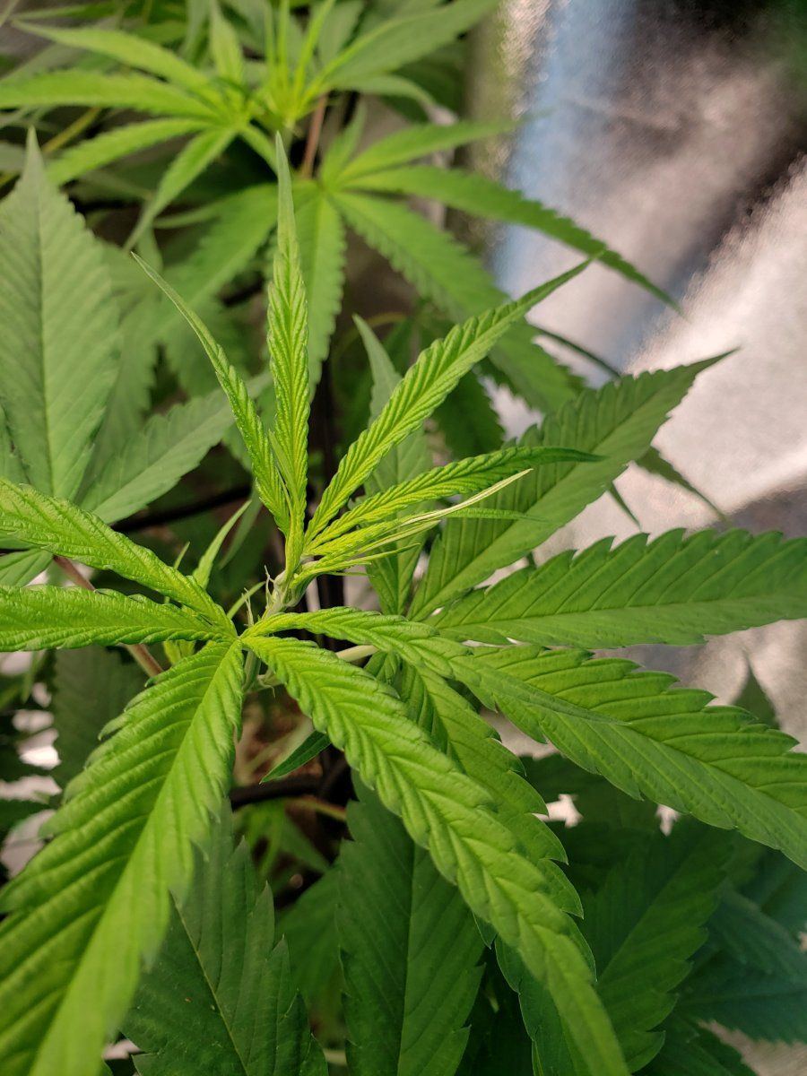 First grow for me in se asia 4