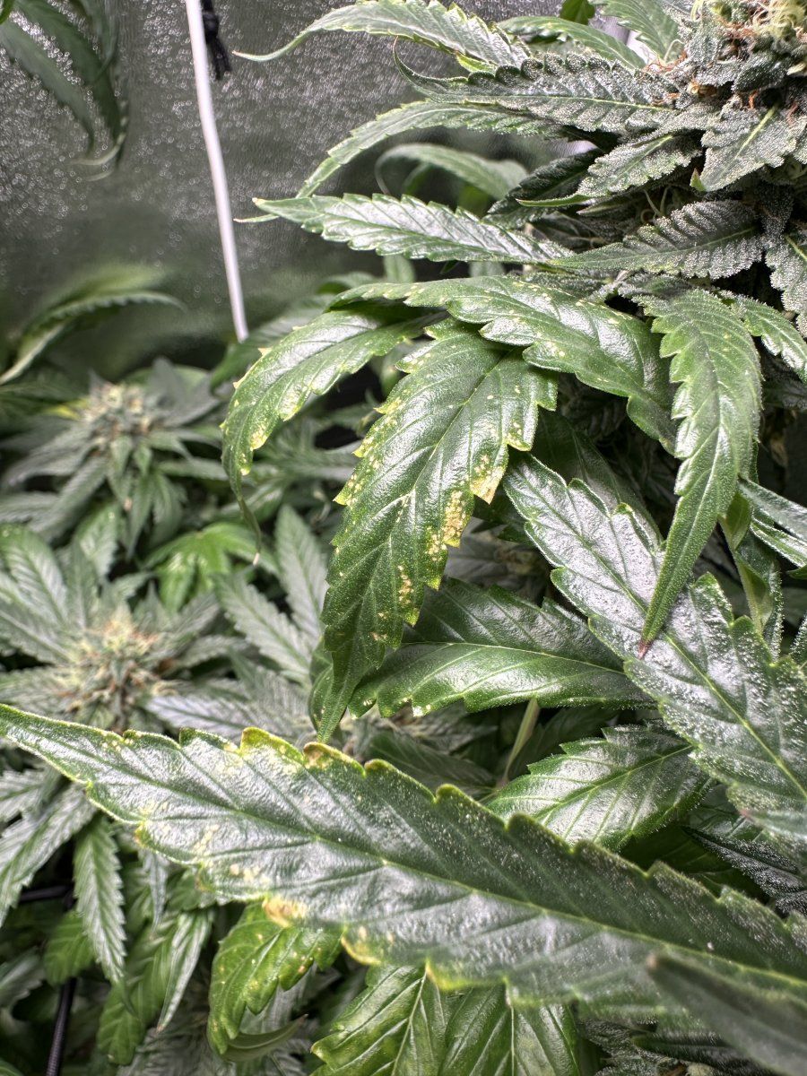 First grow from a bag seed mid flowering now 2