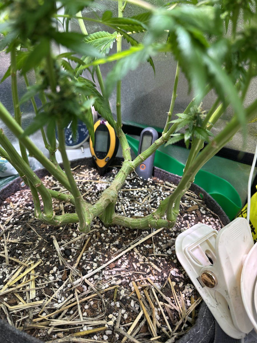 First grow from a bag seed mid flowering now 3