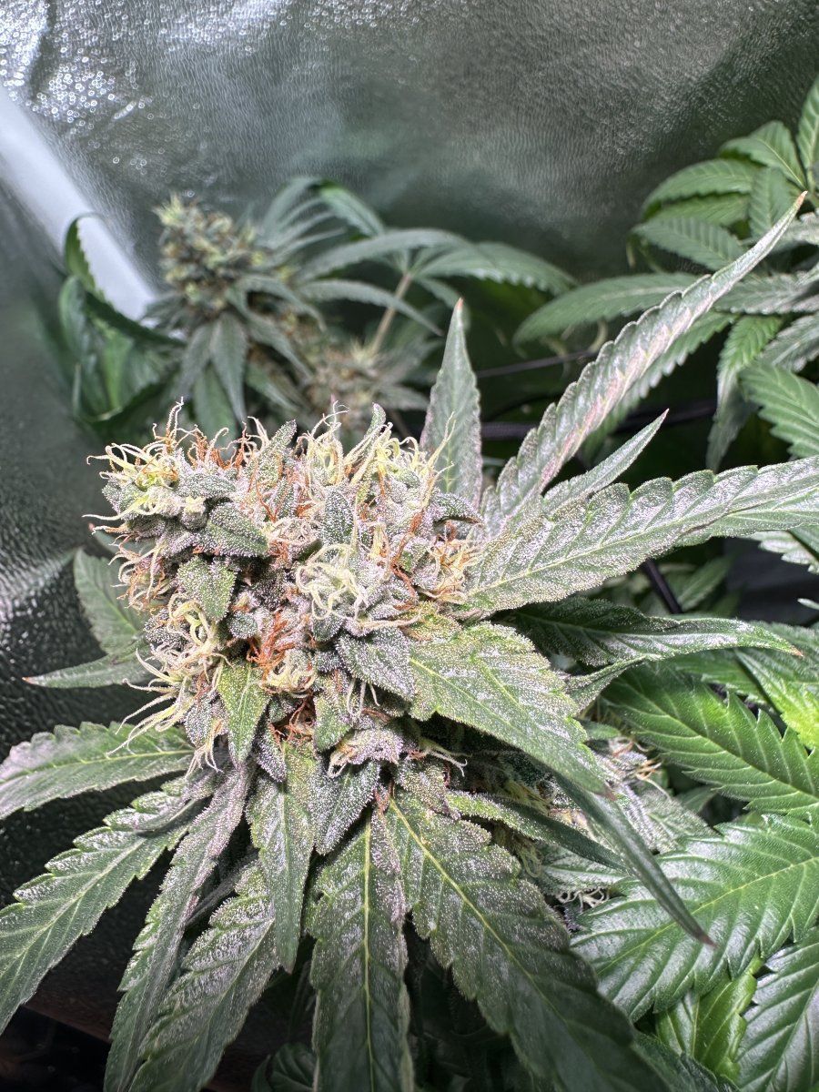 First grow from a bag seed mid flowering now 4