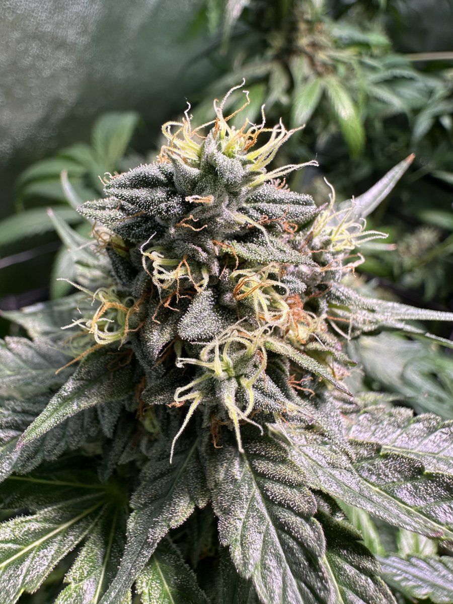 First grow from a bag seed mid flowering now 5