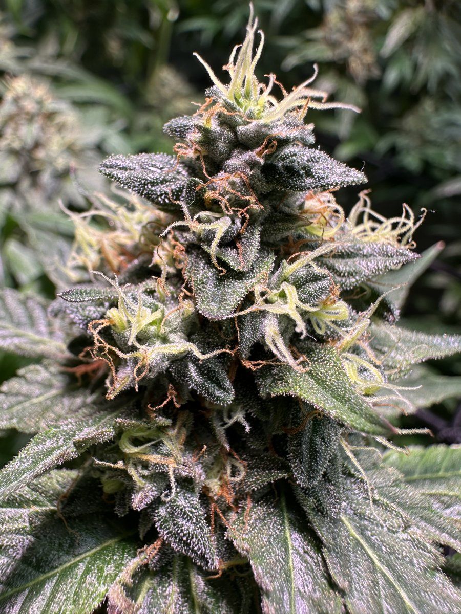 First grow from a bag seed mid flowering now 6