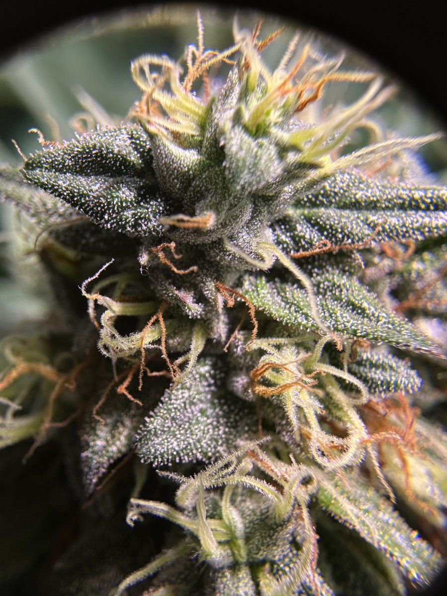 First grow from a bag seed mid flowering now 7