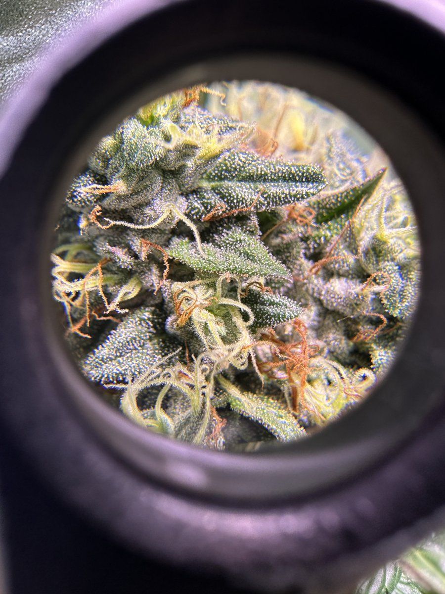First grow from a bag seed mid flowering now 8