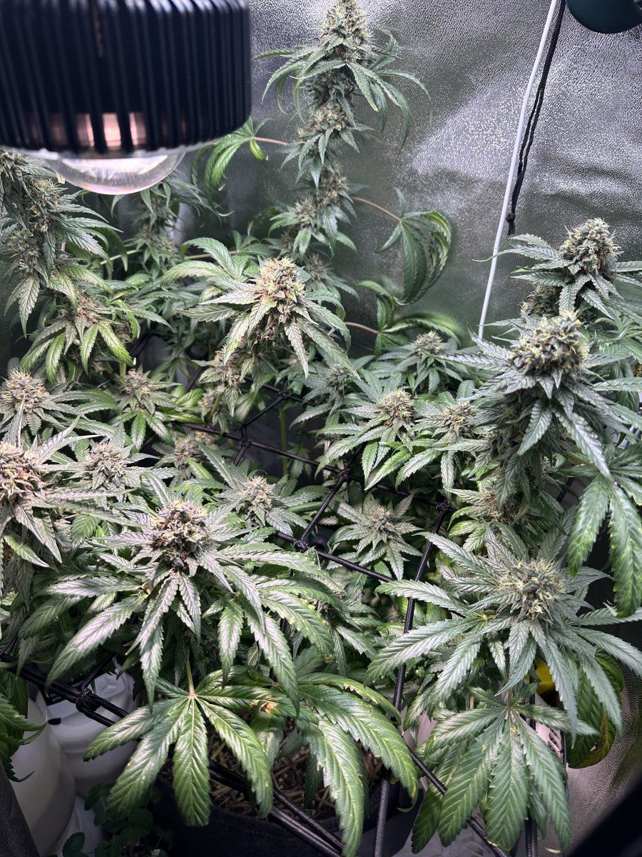 First grow from a bag seed mid flowering now