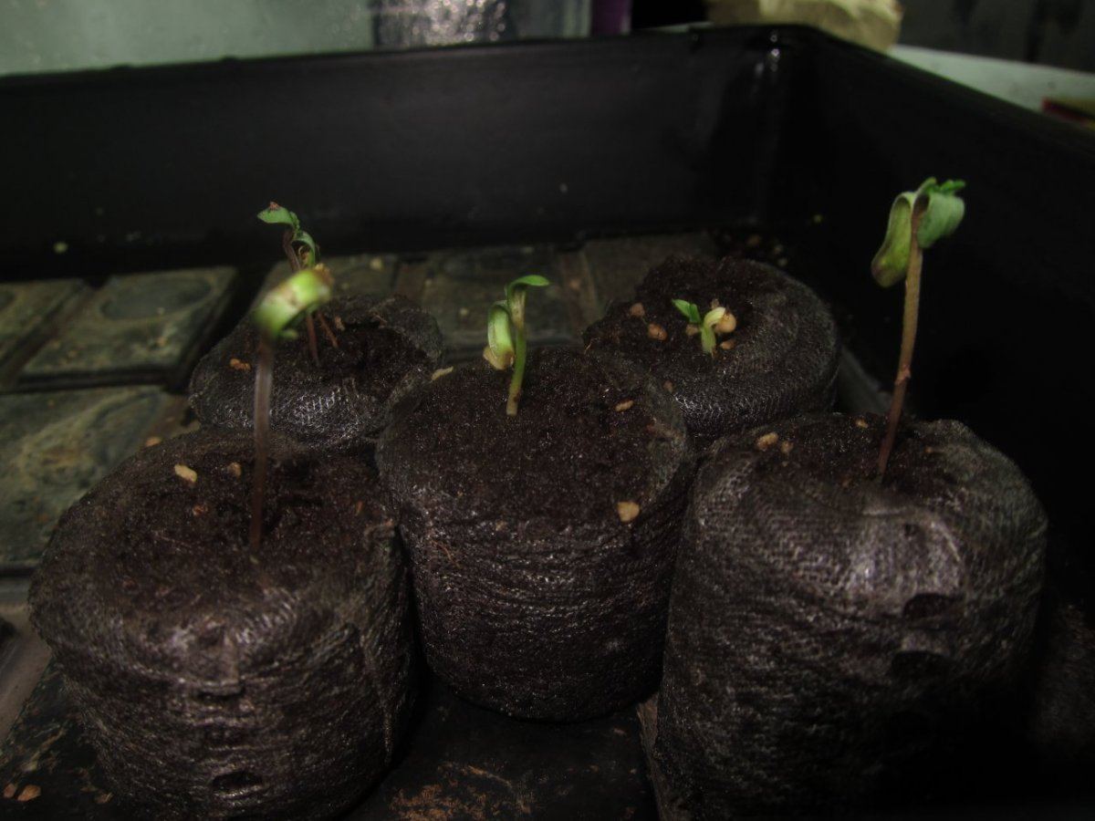 First grow from seed 2