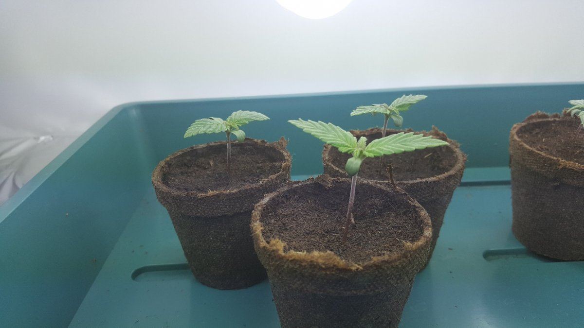 First grow from seed 2
