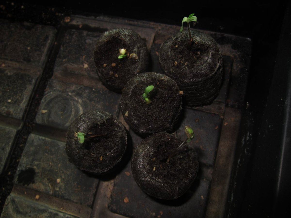 First grow from seed