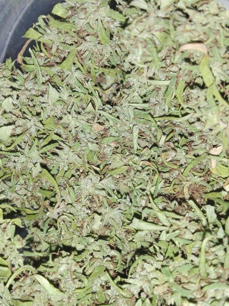 First grow harvested and dried ready for jarring 2