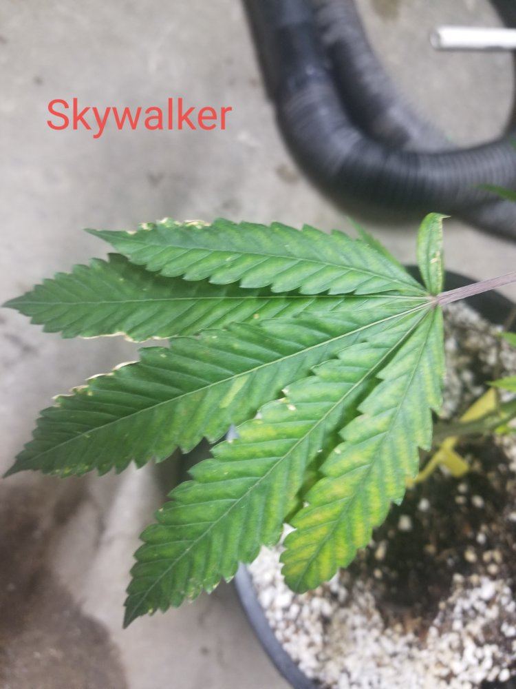 First grow  have a few questions for everyone   thanks 4