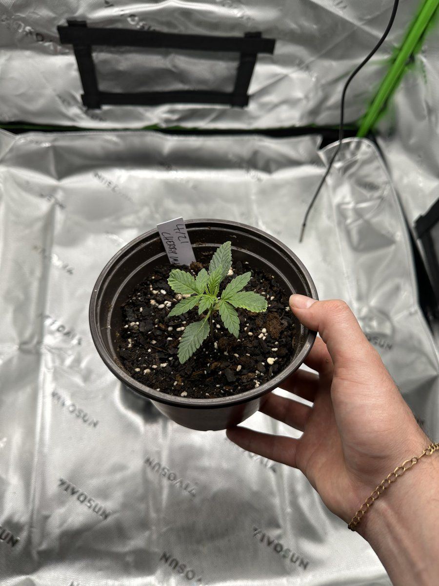 First grow help appreciated