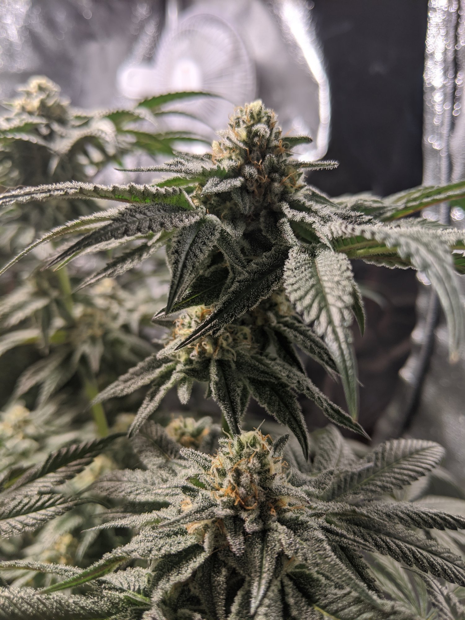 First grow how does it look 3
