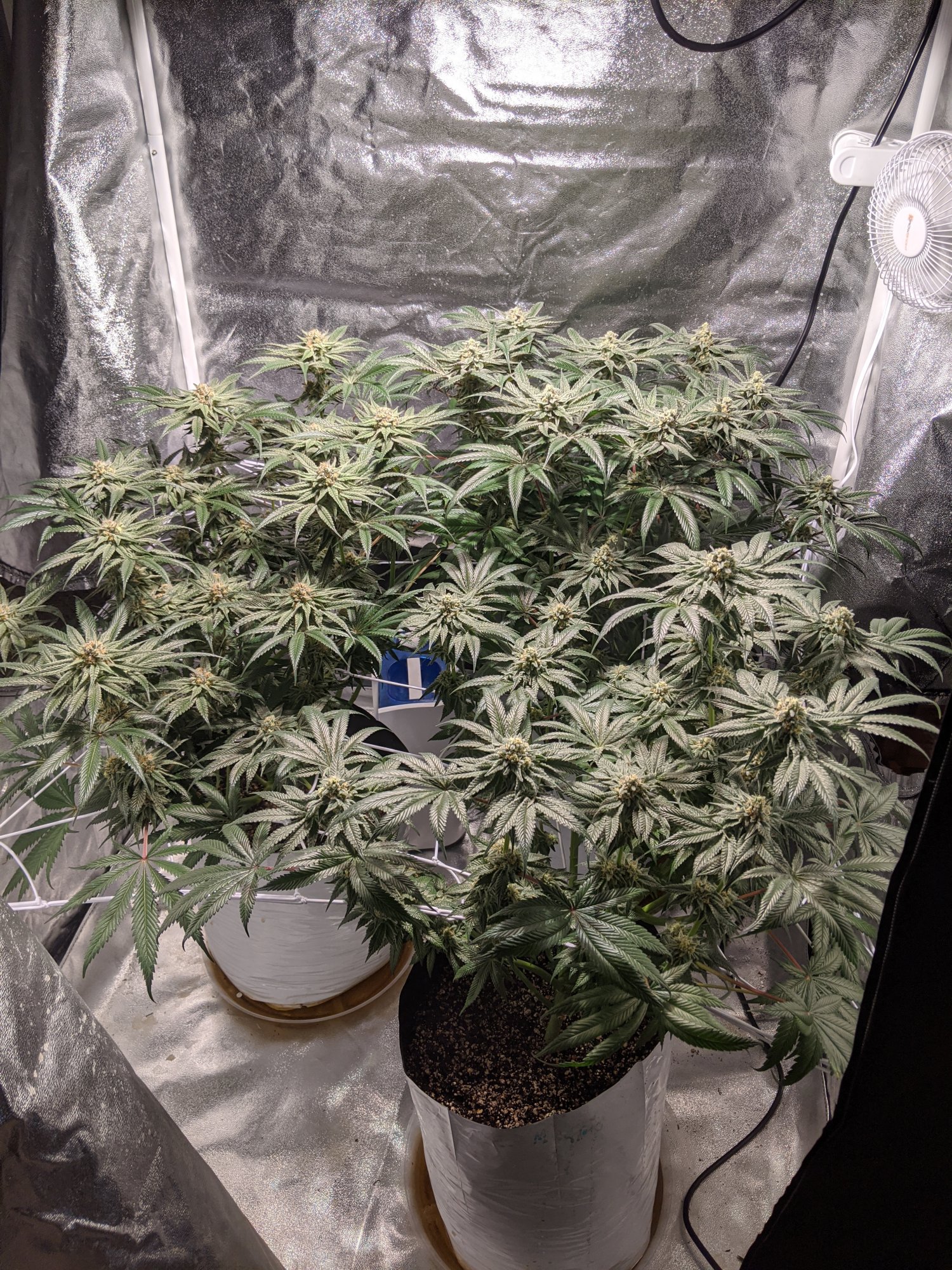 First grow how does it look 4