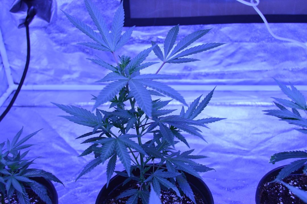First grow how she look 2