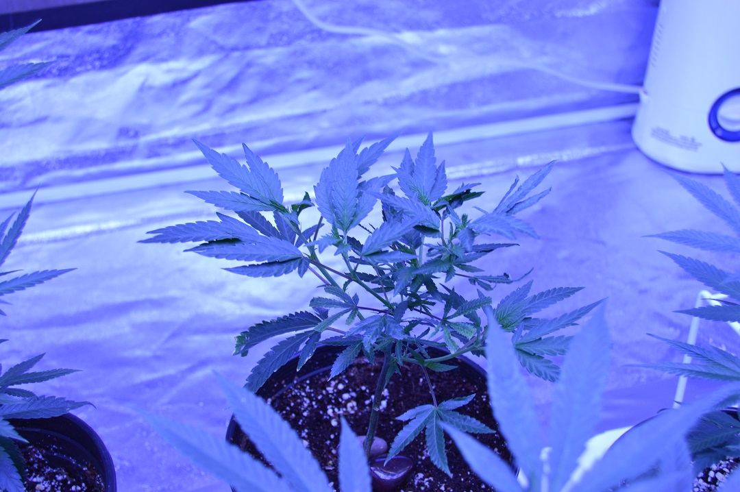 First grow how she look 3