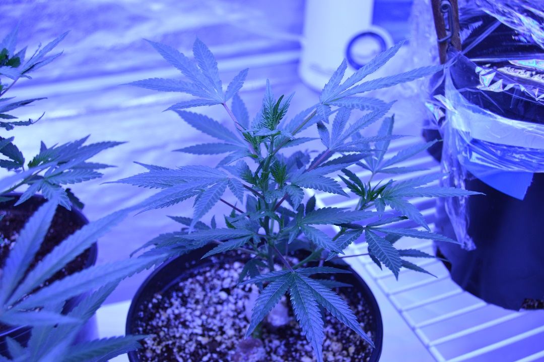 First grow how she look 4