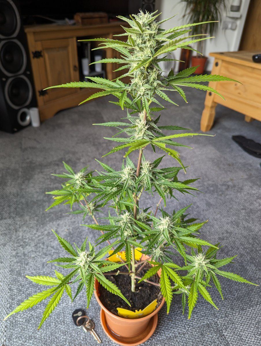 First grow hows my royal dwarf auto doing