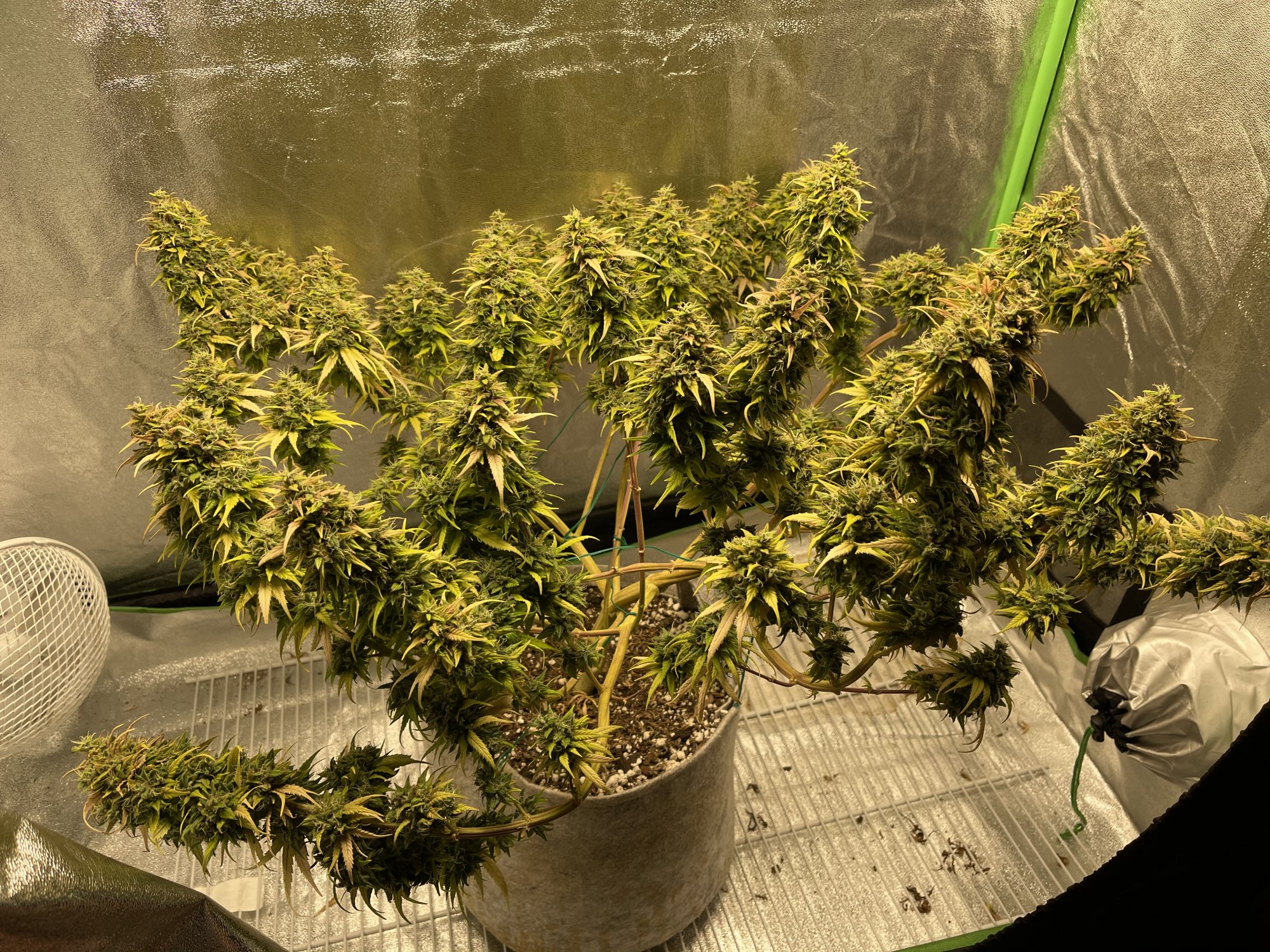 First grow hows she looking thinking of harvest this weekend what do you think
