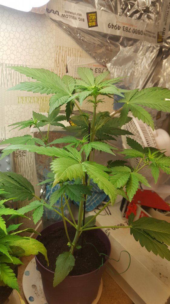 First grow i need some constructive criticism please 2