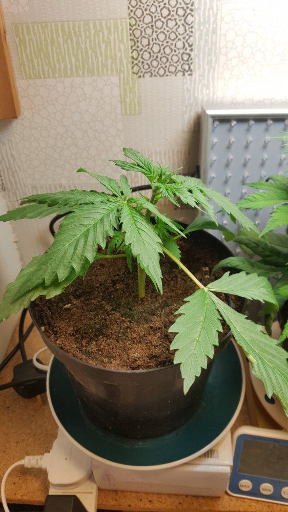 First grow i need some constructive criticism please 3