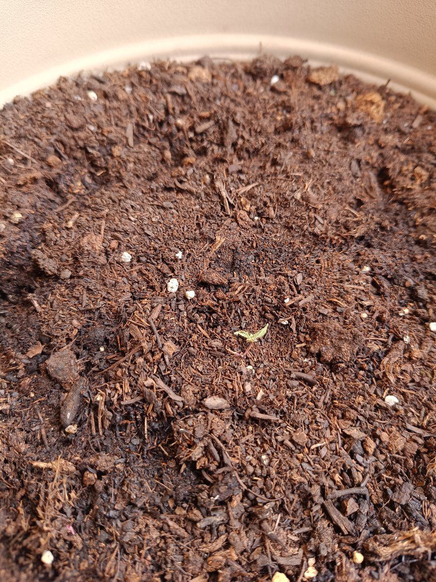First grow i need some help 3
