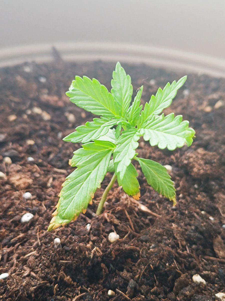 First grow i need some help