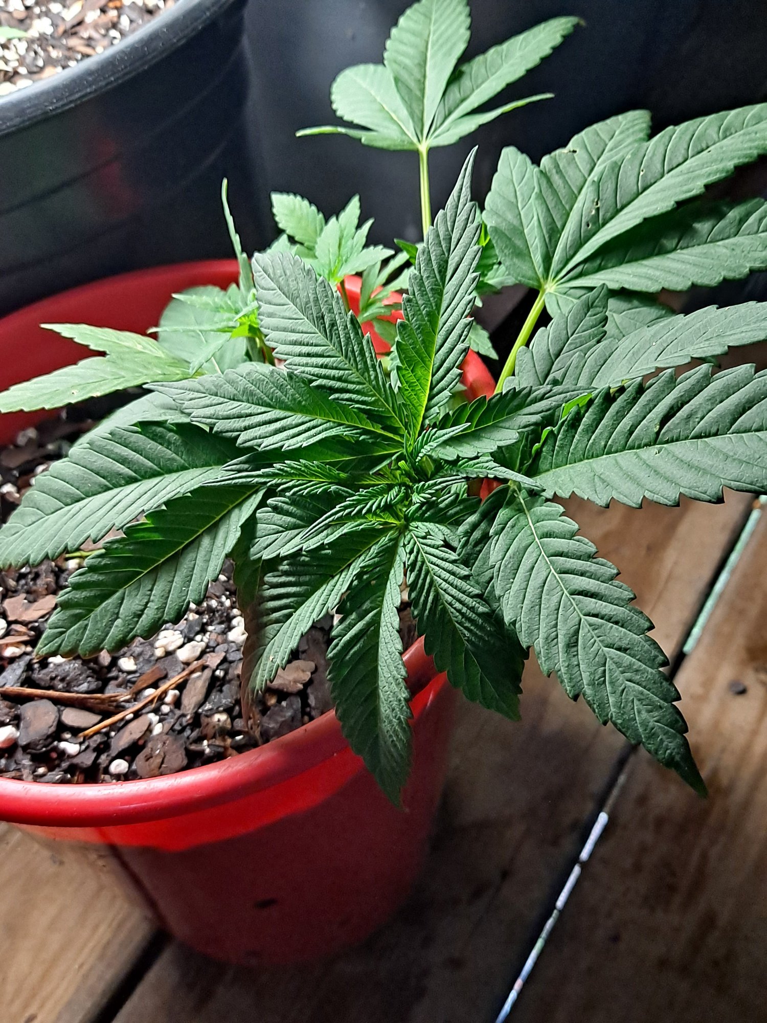First grow im just playing 2