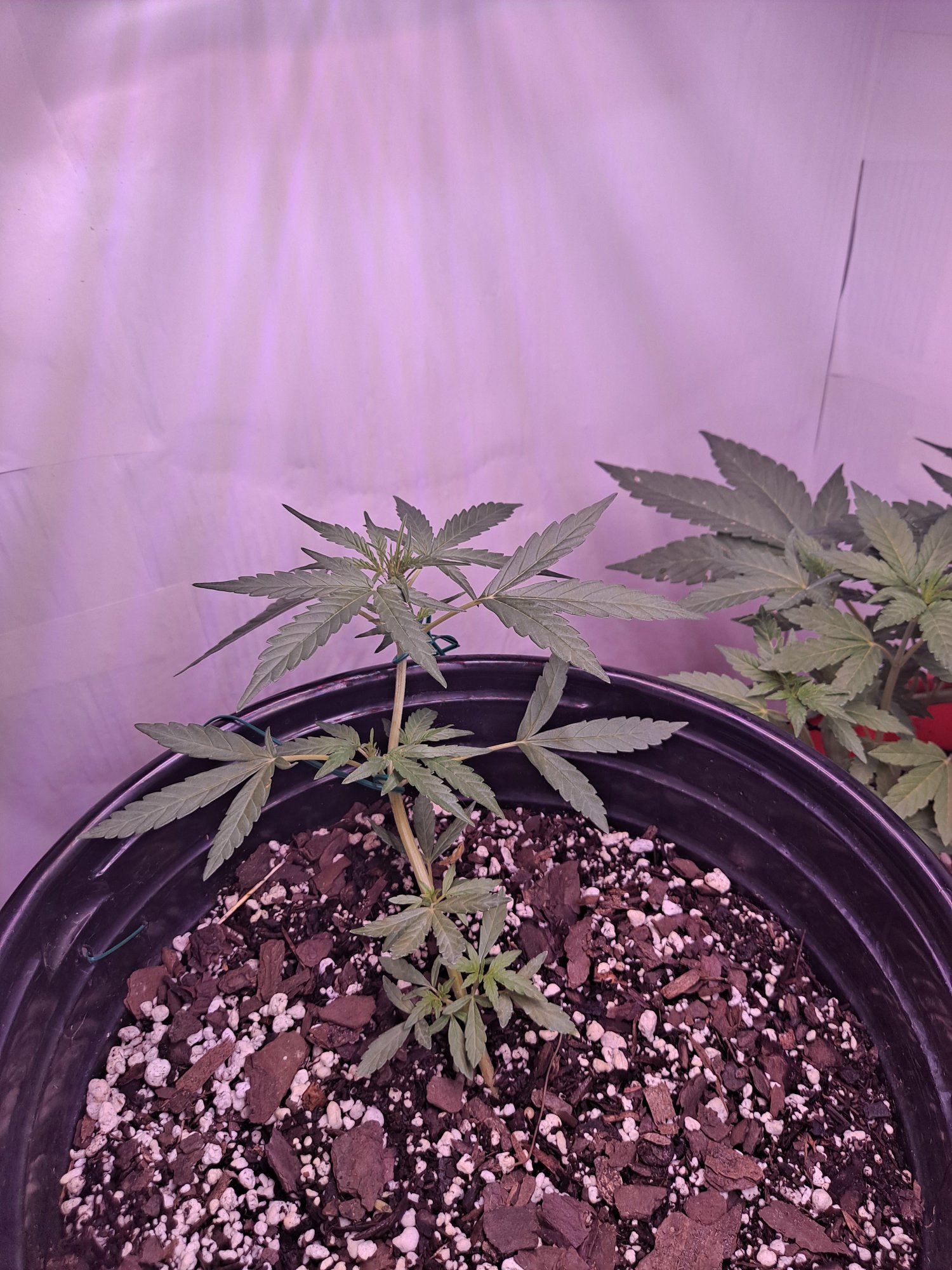 First grow im just playing 4