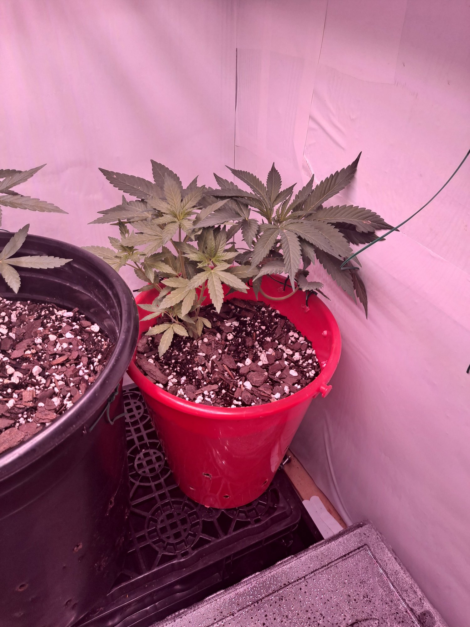 First grow im just playing 5