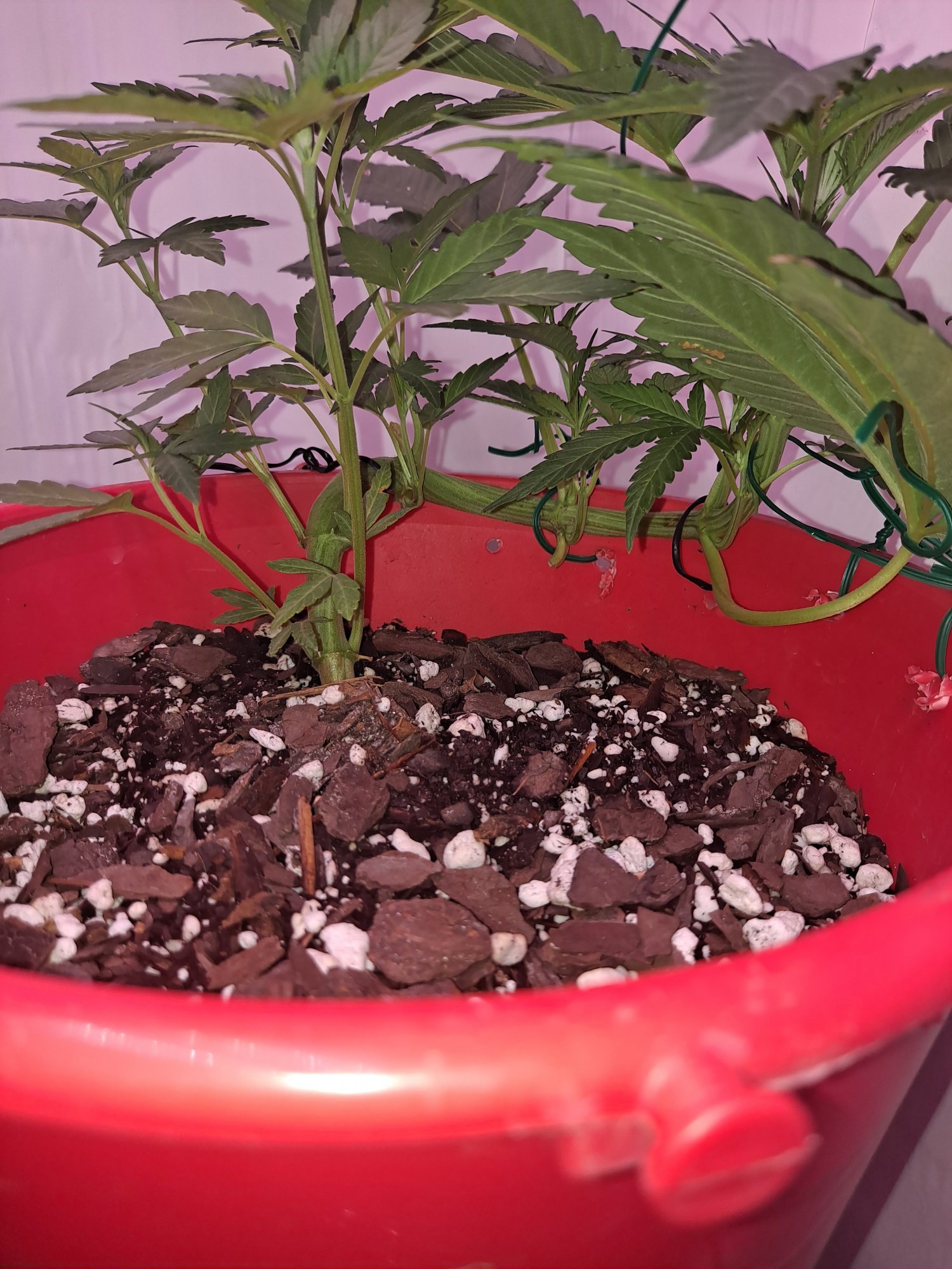 First grow im just playing 7