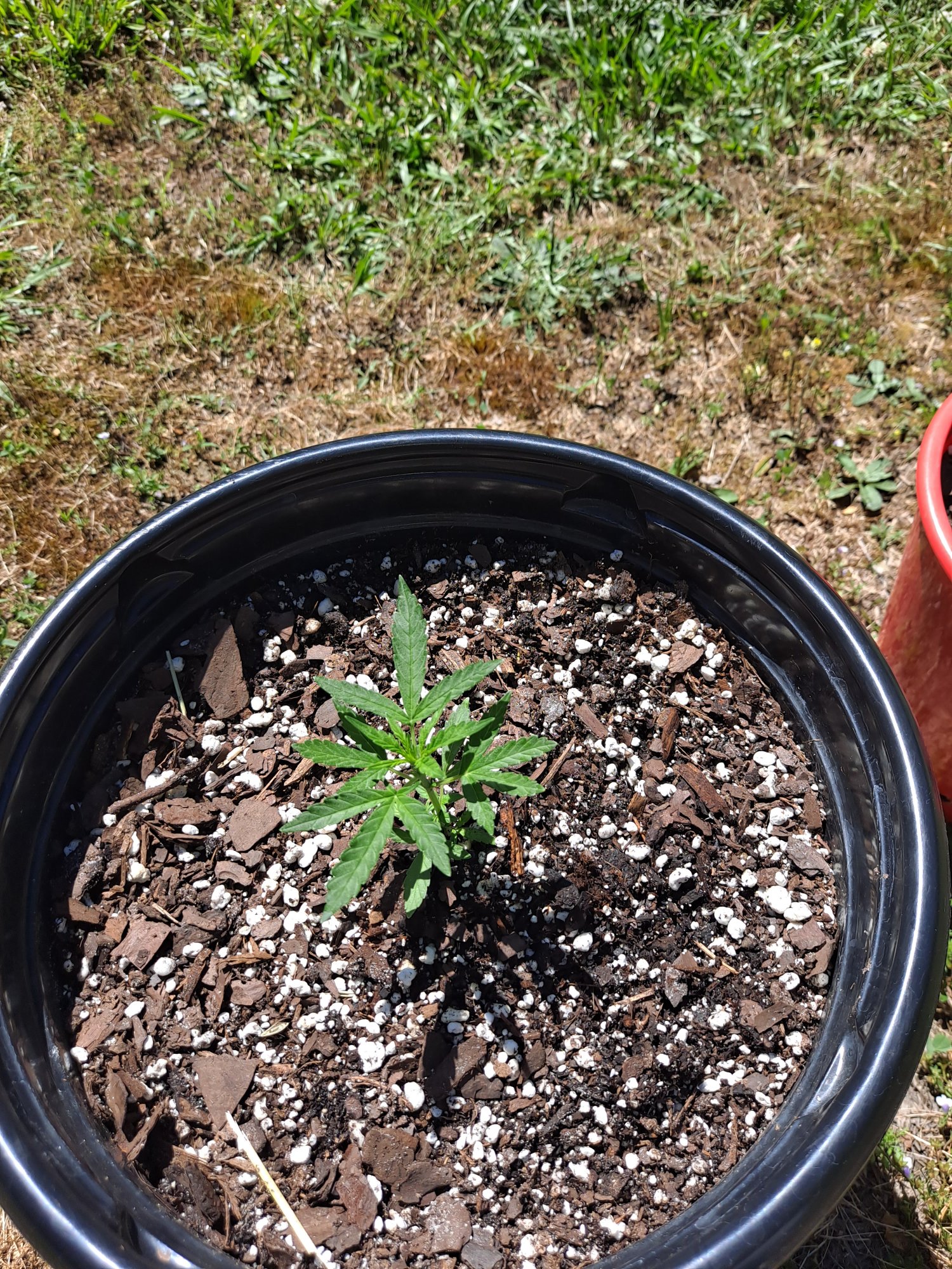 First grow im just playing